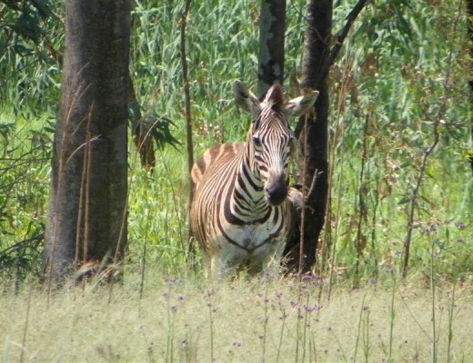 In the veld near the Germiston Golf Club.