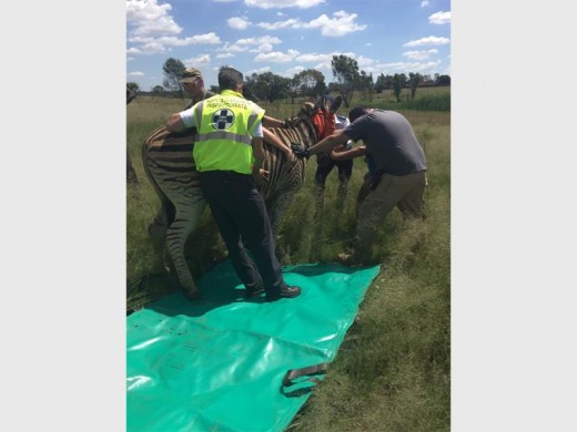 The zebra being taken care of by a vet, SPCA employees and Lambton Klip Sector Four CPF patrollers, on Monday.