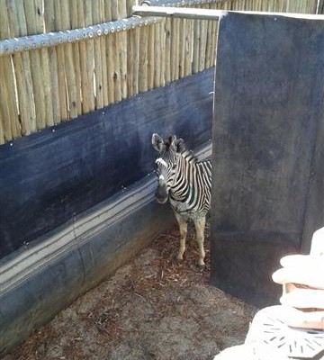 At the boma.